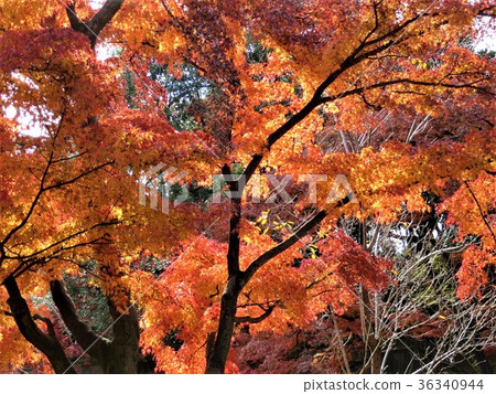 Autumn leaves (on the side of the dry gate, open to the Imperial Palace and Dry Street) Autumn leaves (on the side of the dry gate, open to the Imperial Palace and Dry Street) 36340944