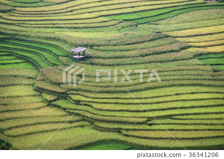 Rice field furrow terraced with hut in Tule Rice field furrow terraced with hut in Tule 36341206