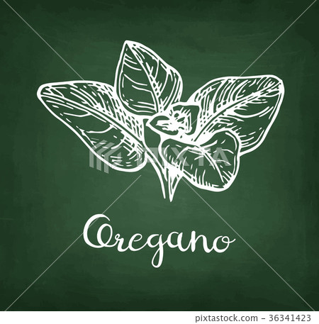 Oregano chalk sketch. Oregano chalk sketch. 36341423