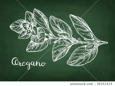 Oregano chalk sketch. Oregano chalk sketch. 36341424