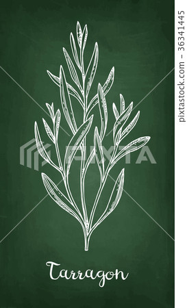 Tarragon chalk sketch. 36341445