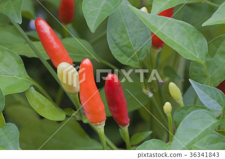 Colorful Chilli Peppers 36341843