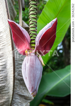fresh banana blossom hang on tree 36342262