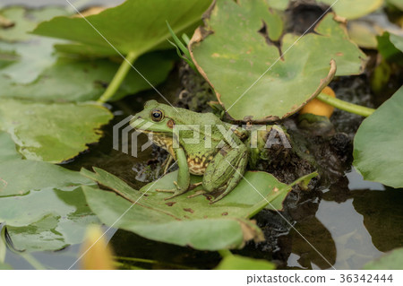 A frog sitting in the pond full of water lilies A frog sitting in the pond full of water lilies 36342444