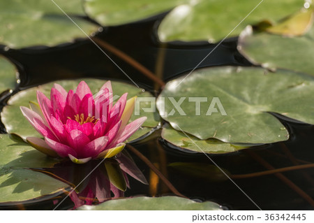 A small pond full of water lilies A small pond full of water lilies 36342445