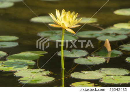 A small pond full of water lilies A small pond full of water lilies 36342485