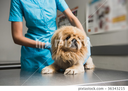 Vet Animal clinic with veterinarian. Vet Animal clinic with veterinarian. 36343215