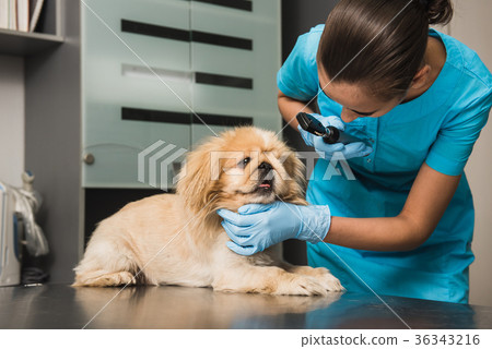 Veterinarian examines the eye of a dog Veterinarian examines the eye of a dog 36343216