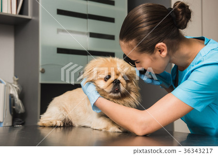 Veterinarian examines the eye of a dog Veterinarian examines the eye of a dog 36343217
