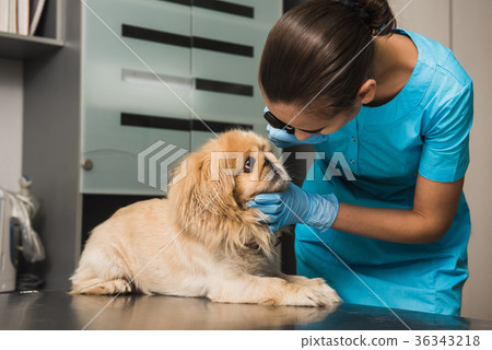 Veterinarian examines the eye of a dog Veterinarian examines the eye of a dog 36343218