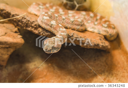 Carpet Viper Malayan Pit Viper Snake on sand Carpet Viper Malayan Pit Viper Snake on sand 36343248