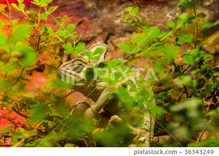 Camouflaged green chameleon behind the leaves 36343249