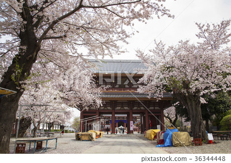 Ikegami Honmonji Nishioon 36344448