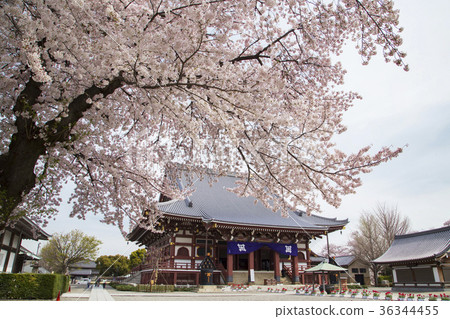 Ikegami Honmonji Oodo (Soshido) 36344455