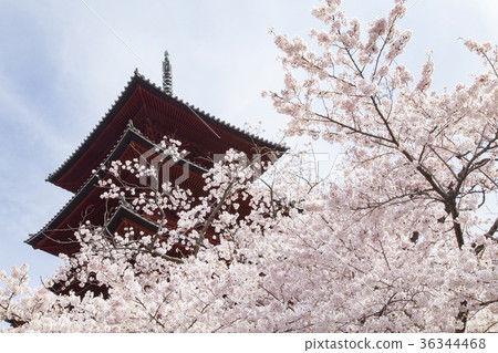 Ikegami Honmonji 5層寶塔 36344468