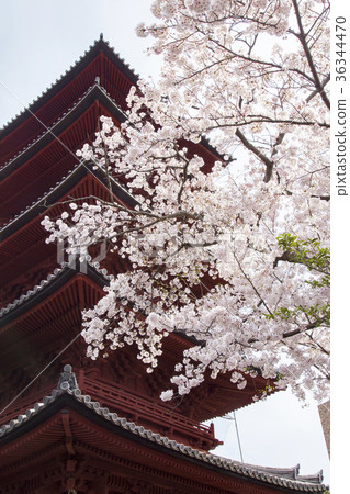 Ikegami Honmonji 5-storied pagoda 36344470