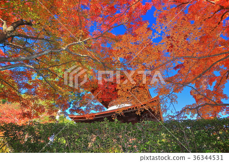 The autumn leaves of Tokoko-ji Temple Tamo Tower The autumn leaves of Tokoko-ji Temple Tamo Tower 36344531