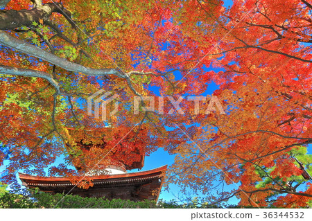 The autumn leaves of Tokoko-ji Temple Tamo Tower The autumn leaves of Tokoko-ji Temple Tamo Tower 36344532