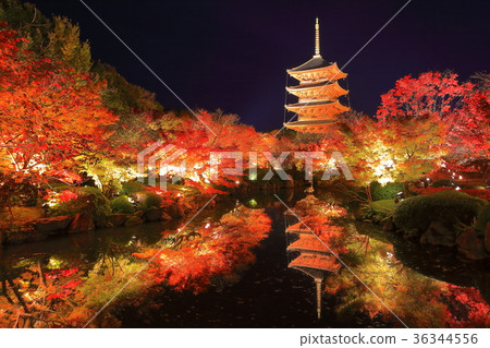 Autumn leaves of Toji Temple (nightly special visit) 36344556