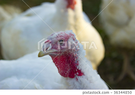 Portrait from Turkey hen 36344850