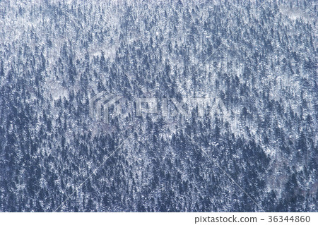 Todomatsu forest Todomatsu forest 36344860