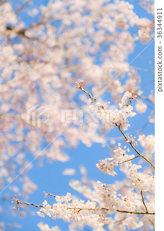 Cherry Blossoms	 36344911