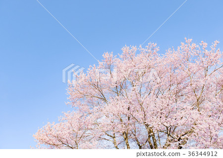  Cherry blossoms and blue sky 36344912