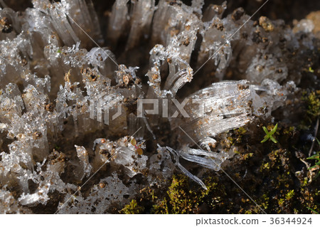 我在早上發現的花園裡的霜柱 36344924