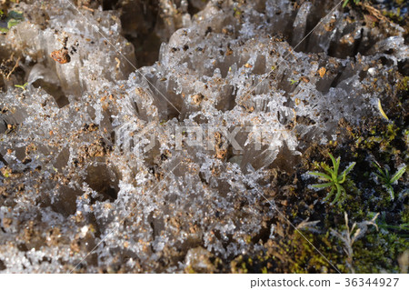 我在早上發現的花園裡的霜柱 36344927
