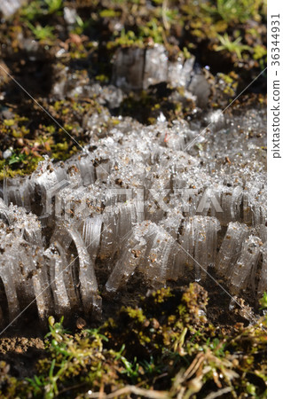 我在早上發現的花園裡的霜柱 36344931