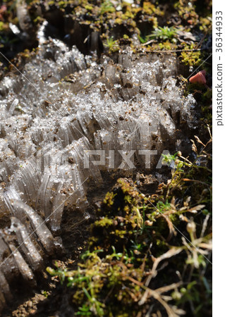 我在早上發現的花園裡的霜柱 36344933