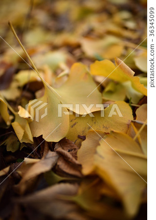 Ginkgo fallen leaves 36345099