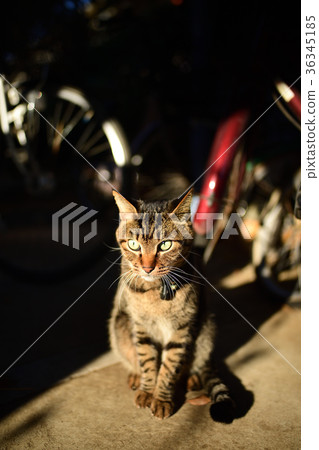 Kijitra cat in a bicycle storage area 36345185