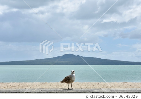 朗伊托島和海鷗 36345329