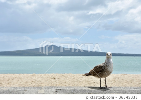 朗伊托島和海鷗 36345333