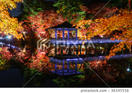 Autumn leaves of Okazaki East Park 36345556