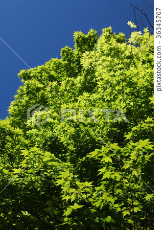 槭樹葉子和藍天 36345707