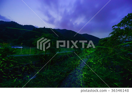Genji firefly of the Asuka River 36346148