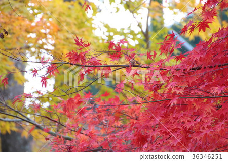 黃色和紅色的秋天 36346251