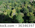 road in the forest 36346397