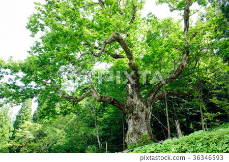 Oikuri Yamagata Prefecture of Oiizawa 36346593