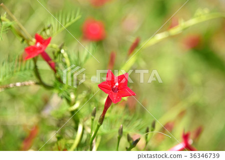 Luciferous (red rush) 36346739