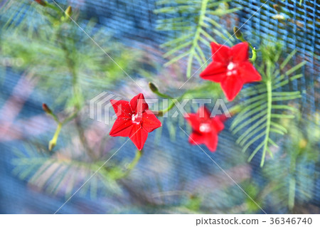 Luciferous (red rush) Luciferous (red rush) 36346740