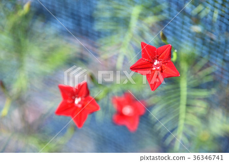 Luciferous (red rush) Luciferous (red rush) 36346741