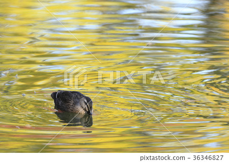 秋季的Karugamo 36346827