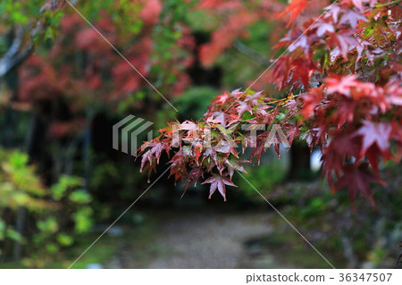 Ishiwa · 23 (Gifu-shi, Gifu Prefecture Miwa: Mikeyama Makotoji) 36347507