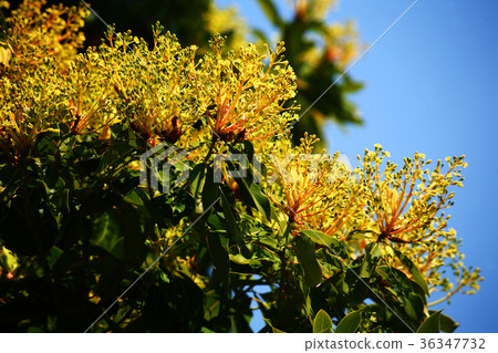 Flowering tabuni in the blue sky Flowering tabuni in the blue sky 36347732