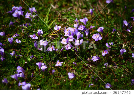 Wildflowers of Spring Wildflowers of Spring 36347745