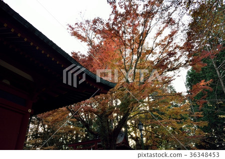 Takaoyama Yakuin and autumn leaves Takaoyama Yakuin and autumn leaves 36348453