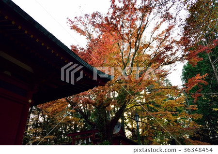 Takaoyama Yakuin and autumn leaves Takaoyama Yakuin and autumn leaves 36348454